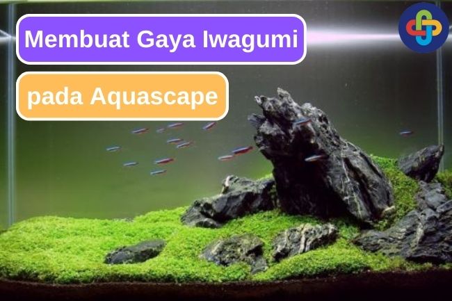 Begini Cara Membuat Gaya Iwagumi Dalam Aquascape